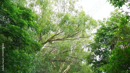 Green leaf at tree top moving by wind, Nature background