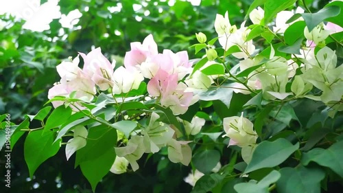 Close up shot of Bougainvillea flower blooming at tree