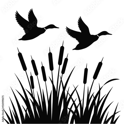 Two mallard ducks flying over cattails and reeds silhouette