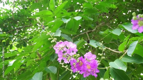 Close up shot of Thai crape myrtle flower blossom (Lagerstroemia floribunda Jack)