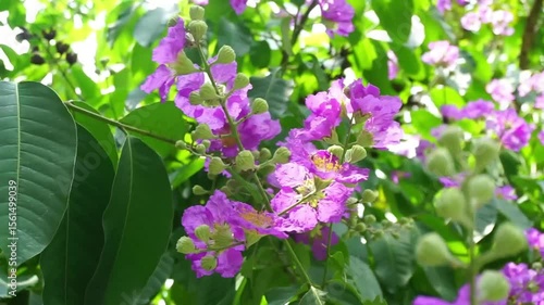 Close up shot of Thai crape myrtle flower blossom (Lagerstroemia floribunda Jack)