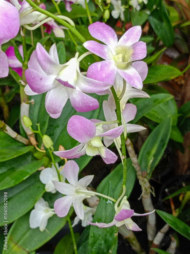 Obraz premium pink and white flowers