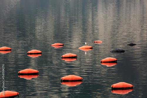 Floating buoys of oyster farm with seagull in still water of Kotor Bay, Montenegro