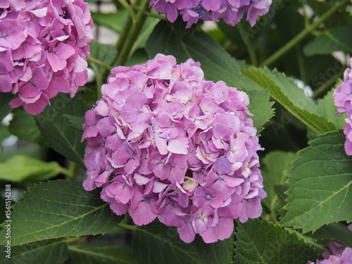 庭に咲いた紫陽花_3
