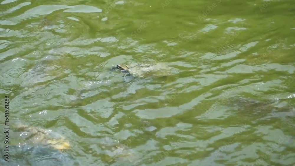 鯉と流れに翻弄されながらも健気に泳ぐ野生のニホンイシガメ|自然の中で逞しく生きる固有種の姿 | Resilient Japanese Pond Turtle Swimming Amidst Carp and Flowing Waters — A Native Species’ Struggle in Nature 鯉と流れに翻弄されながらも健気に泳ぐ野生のニホンイシガメ|自然の中で逞しく生きる固有種の姿 | Resilient Japanese Pond Turtle Swimming Amidst Carp and Flowing Waters — A Native Species’ Struggle in Nature