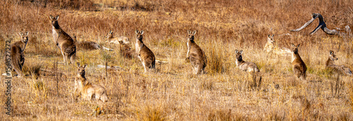 Foto Kangaroo mob