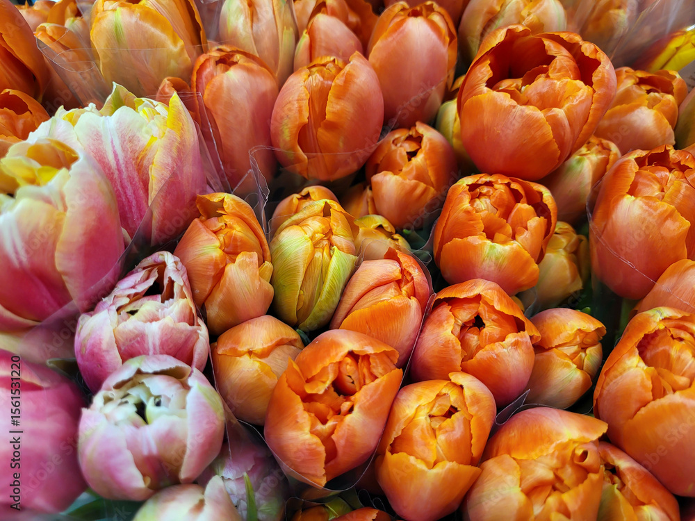 custom made wallpaper toronto digitalBackground of bright orange tulips. The concept of spring holiday 8 March Valentine's Day Mother's Day Family Day