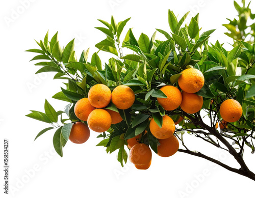 Orange tree branch with ripe citrus fruits and green leaves isolated