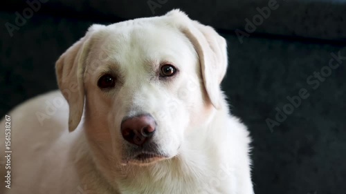 Beautiful white labrador retriever isolated on dark background 