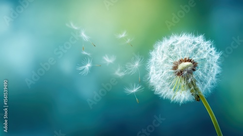 Detailed close-up of a dandelion seed head dispersing seeds in natural outdoor setting.