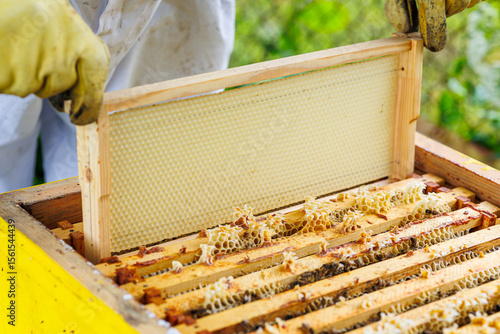 Photos Beekeeper Installing New Honeycomb Frame into Beehive, Beekeeper placing a fresh wax foundation frame into a hive during maintenance or setup of honeybee colony at apiary