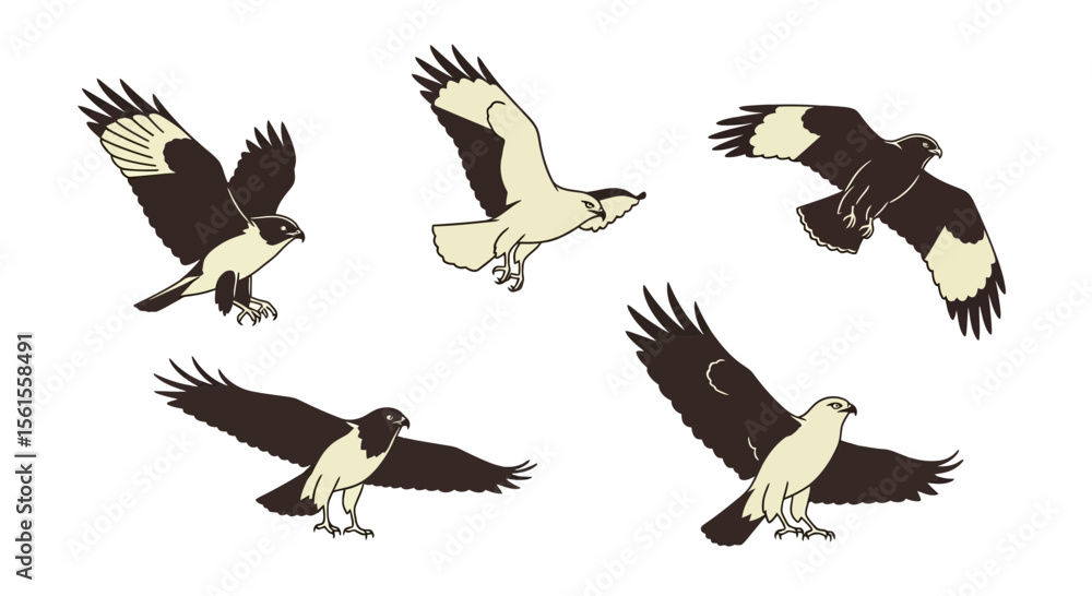 Obraz premium Common buzzard birds in different poses and angles in flat illustration 