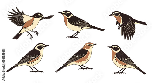 Illustrations of thrush and fieldfare birds in different poses and angles  