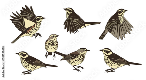 Thrush songbirds in different poses and angles  