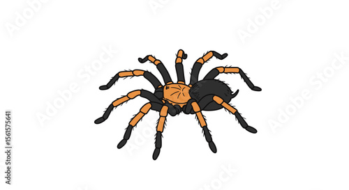 Vector Flat Hand Drawn Brown and Black Tarantula Spider Outline – Doodle Icon for Web, Print, and Infographics