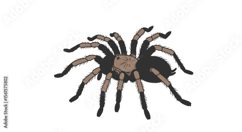 Vector Flat Hand Drawn Brown and Black Tarantula Spider Outline – Doodle Icon for Web, Print, and Infographics