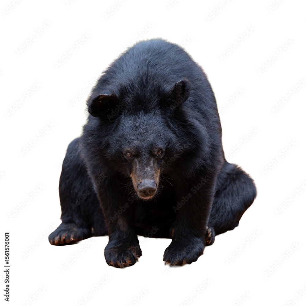 Fototapeta premium Black bear isolated on white background. Ursus americanus