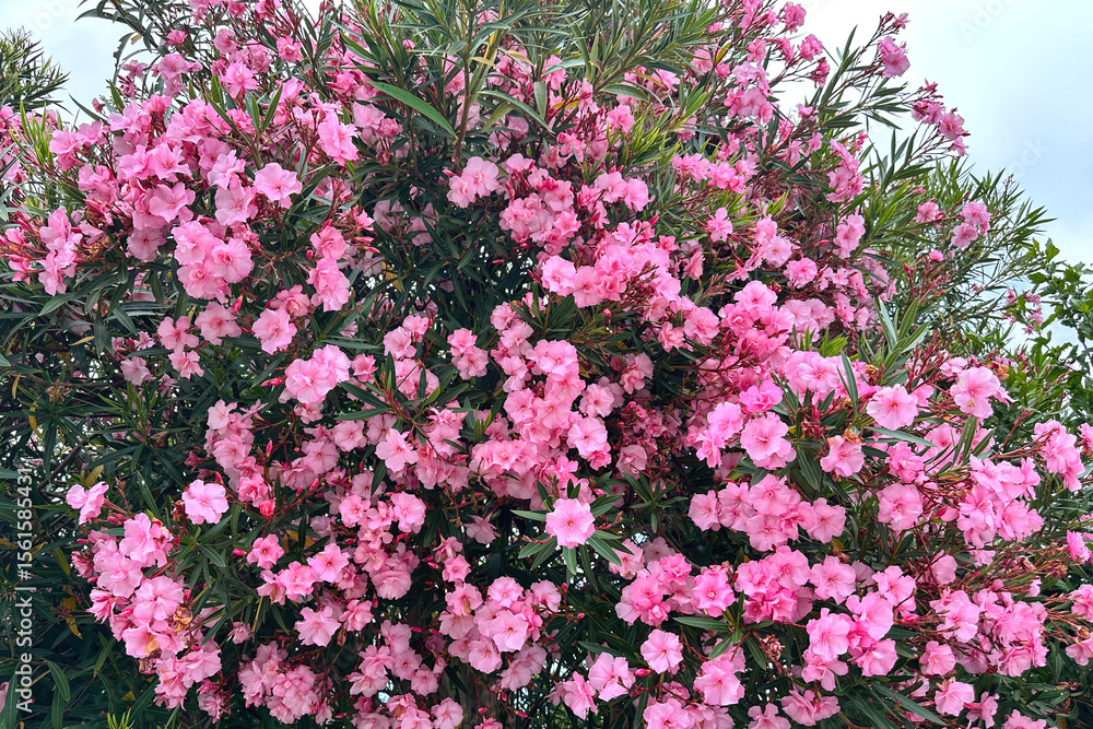 Fototapeta premium Beautiful pink flowering oleander (Nerium Oleander) subtropical shrub in full bloom.