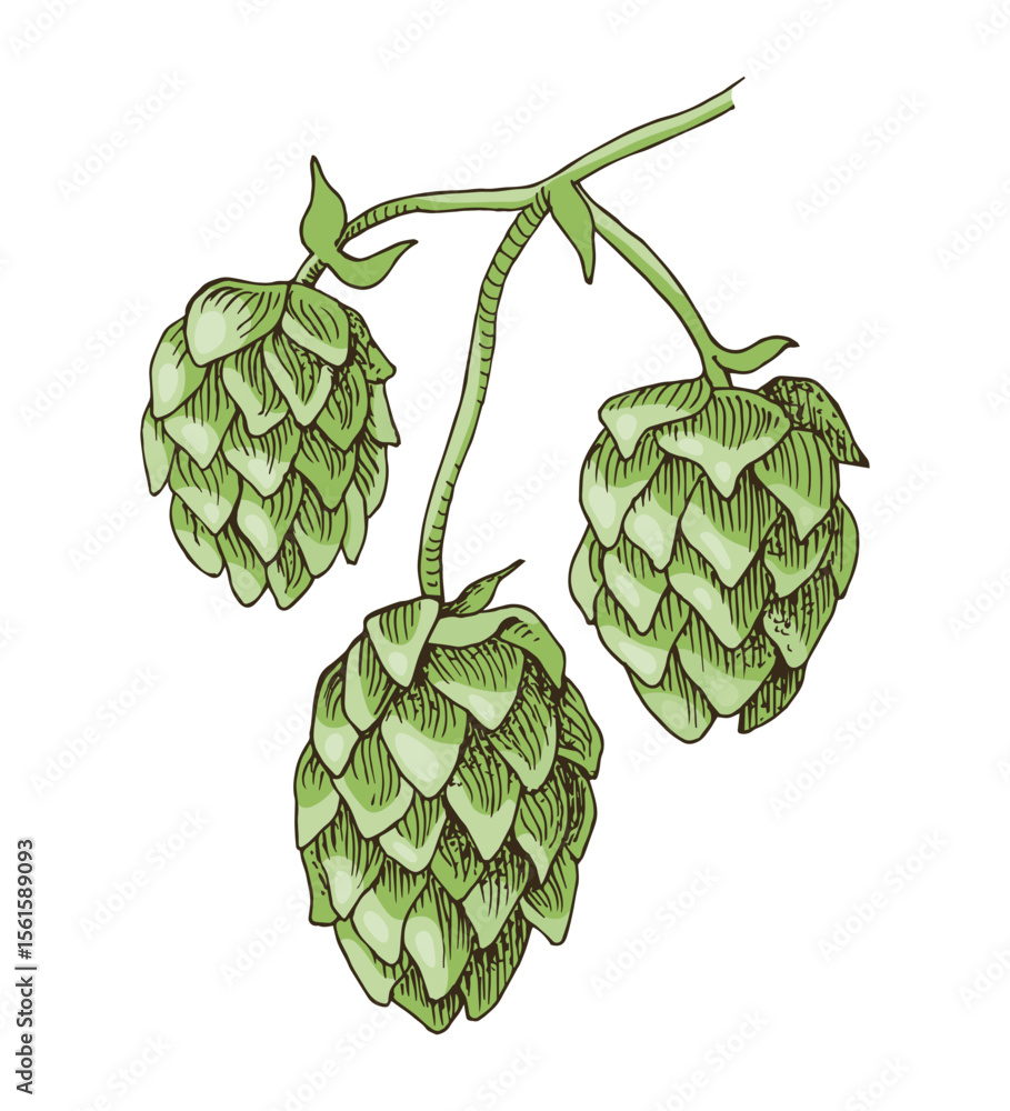 Fototapeta premium Hand drawn hop branch vector