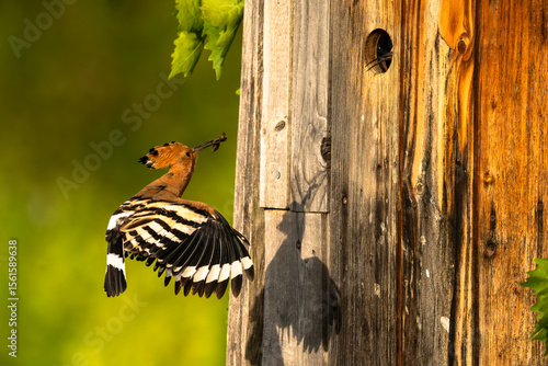Wiedehopf fliegt zurück zum Nest