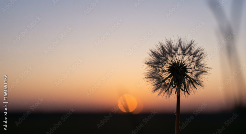 Fototapeta premium Dandelion Silhouette at Sunset