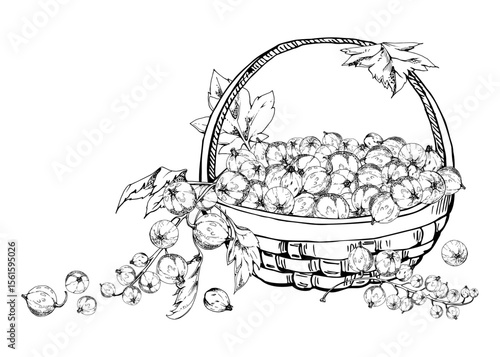 Currant gooseberry clusters, leaves in weaved basket, hand drawn in vector ink, ripe picked berry harvest, casseille jostaberry. Isolated illustration. Wellness blogs, fresh raw food healthy eating