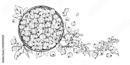 Currant gooseberry clusters leaves on ceramic dish, ripe picked garden scattered berry harvest, casseille jostaberry. Isolated illustration hand drawn in vector ink. Cookbook art, food craft packaging