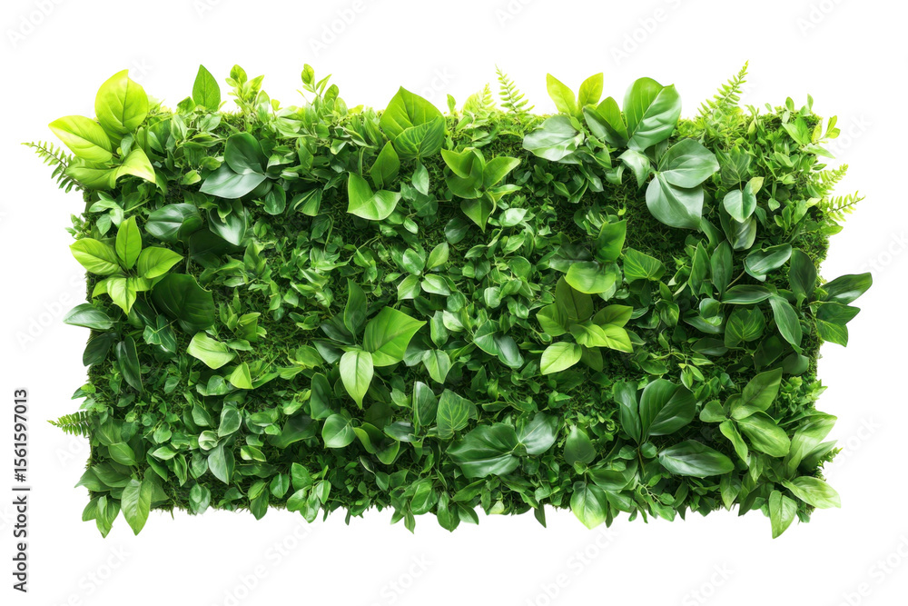 Obraz premium Lush green hedge plant texture, leafy foliage wall panel. Dense garden shrub greenery for landscaping design and decor isolated on Transparent Background