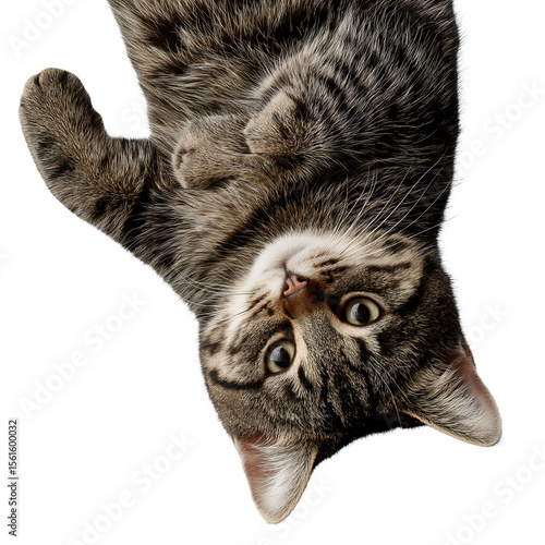 Playful tabby kitten lying upside down