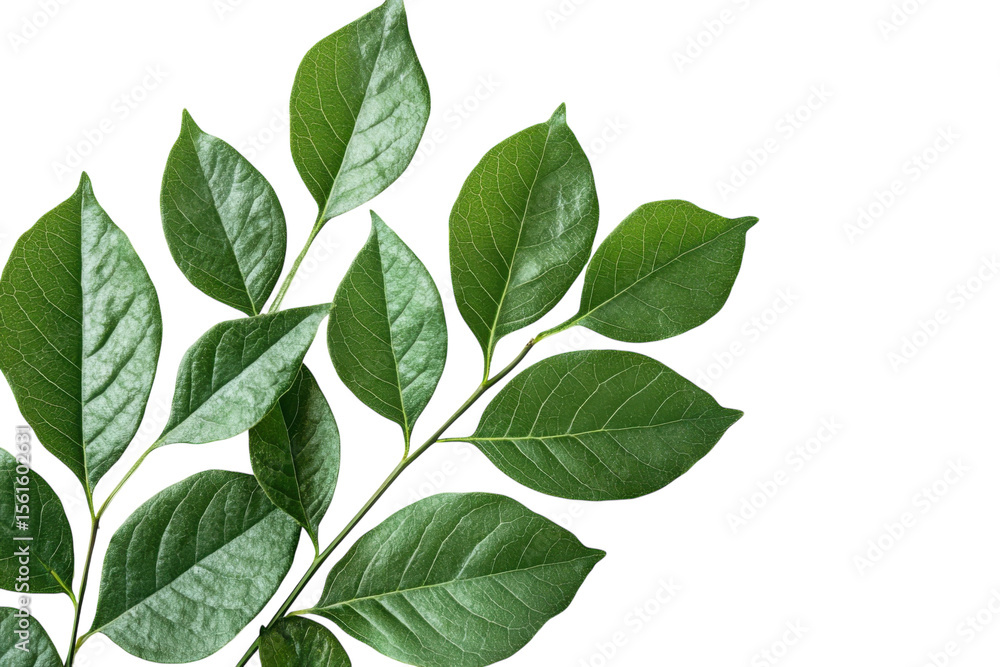 Fototapeta premium Lush Green Leaves Against Dark Backdrop A Study in Nature s Delicate Veins and Botanical Freshness