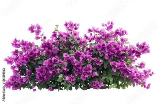 Vibrant purple bougainvillea flowers and green foliage, tropical floral shrub cluster, botanical garden plant png isolated on Transparent Background