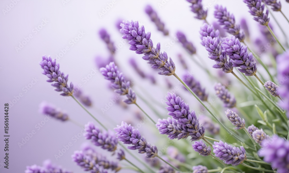 Obraz premium Lavender (Lavandula spp.) Lavender is a fragrant, hardy shrub known for its purple or blue spikes of flowers. Popular in