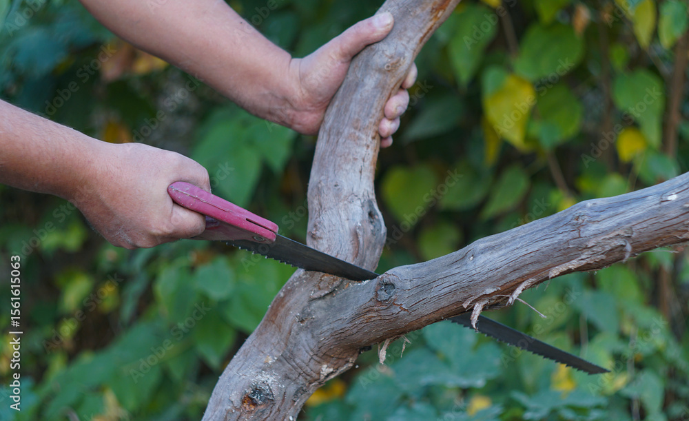 A man is cutting a grapevine with a saw. A man is cutting a grapevine with a saw.