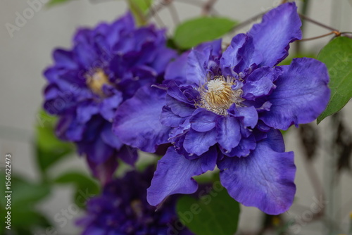Blue clematis flowers in the garden