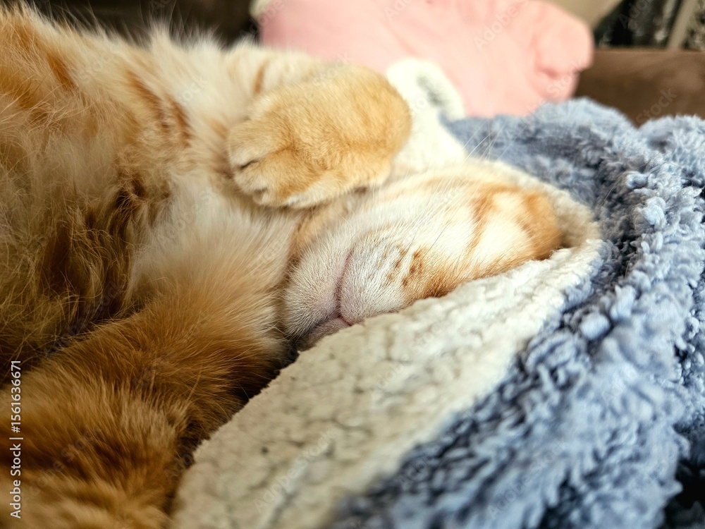 Fototapeta premium A ginger tabby cat rests soundly, its face nestled deep into soft, fluffy blankets. This adorable close-up captures pure comfort, warmth, and serene relaxation at home.