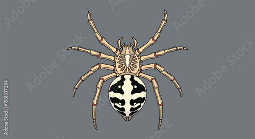 Intricate Patterns Adorn a Pale Spider Species with Eight Legs Detailed and Textured Arachnid Illustration
