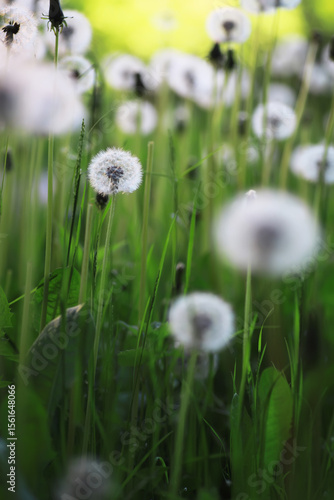 White dandelions in green grass. summer white flowers.