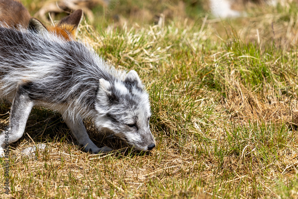 Fototapeta premium Arctic fox in summer, Norway