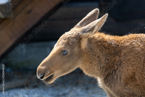 portrait of a baby moose