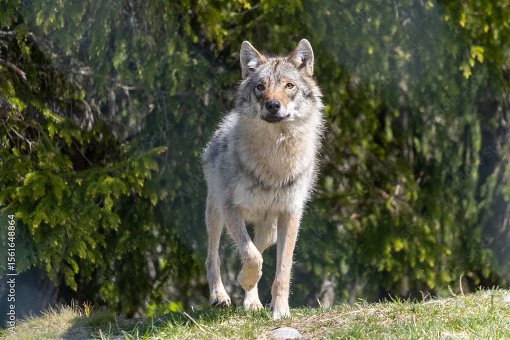 Wolf in summer, Norway Wolf in summer, Norway