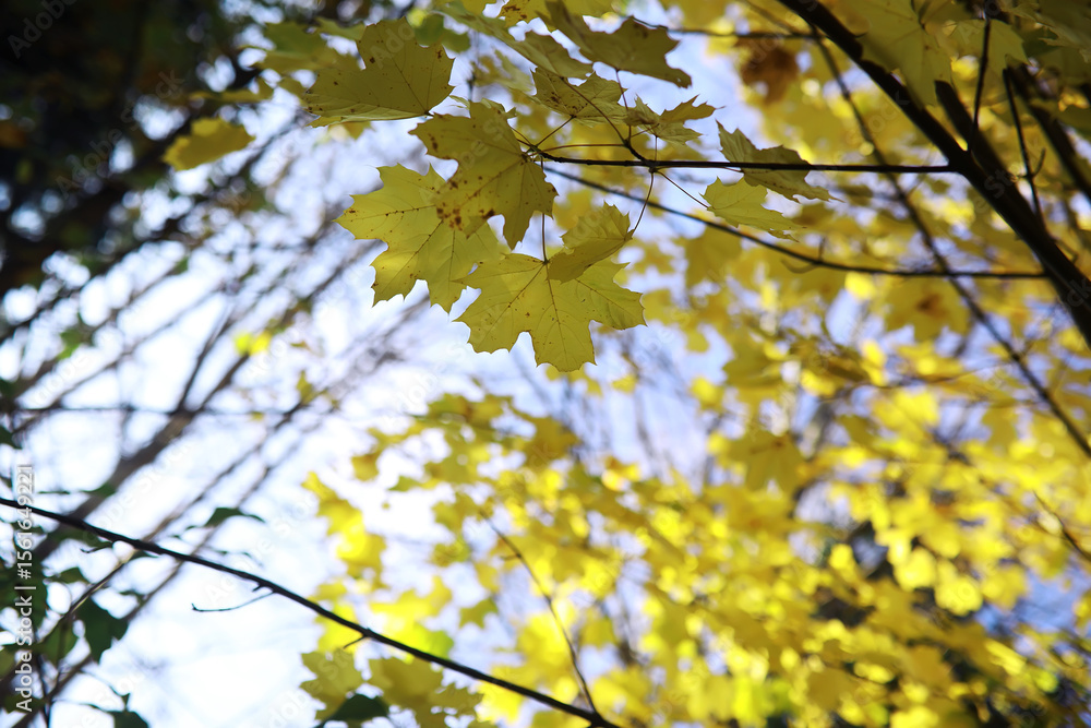 Fototapeta premium Beautiful autumn park. Russian North. Autumn trees and leaves. Autumn Landscape.Park in Autumn. Forest in Autumn.