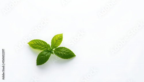 Fresh Green Mint Leaves