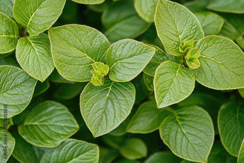 Close-up view of vibrant green leaves. Fresh foliage textures. Many leaves clustered together Close-up view of vibrant green leaves. Fresh foliage textures. Many leaves clustered together