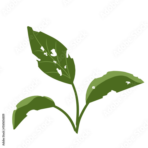 Illustration of a leaf with holes,leaves infected with pests, leaves eaten by caterpillars, vector of plants with holes bitten by insects