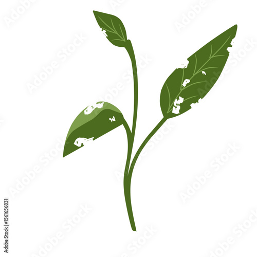 Illustration of a leaf with holes,leaves infected with pests, leaves eaten by caterpillars, vector of plants with holes bitten by insects