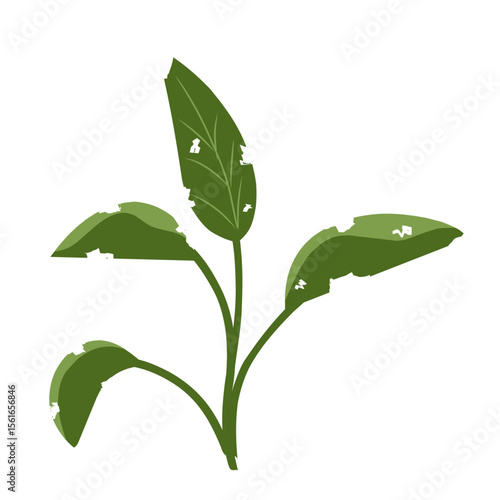 Illustration of a leaf with holes,leaves infected with pests, leaves eaten by caterpillars, vector of plants with holes bitten by insects