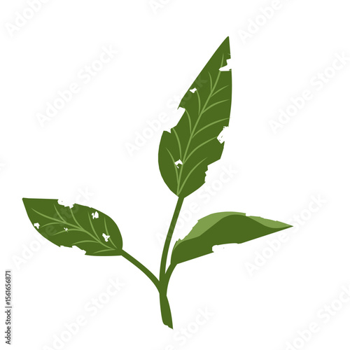 Illustration of a leaf with holes,leaves infected with pests, leaves eaten by caterpillars, vector of plants with holes bitten by insects