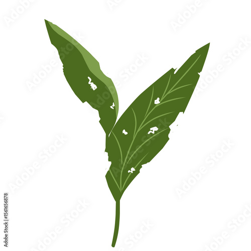 Illustration of a leaf with holes,leaves infected with pests, leaves eaten by caterpillars, vector of plants with holes bitten by insects