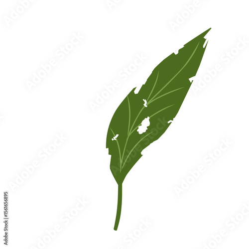 Illustration of a leaf with holes,leaves infected with pests, leaves eaten by caterpillars, vector of plants with holes bitten by insects