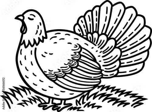Wild turkey illustration in black and white detailed hand drawn bird with tail feathers fanned, standing on grass